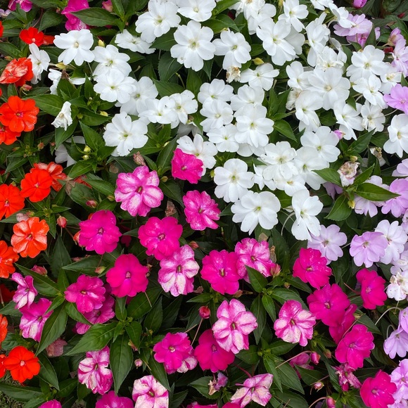 Meet your Posher, Sonya - Picture 3 of 9